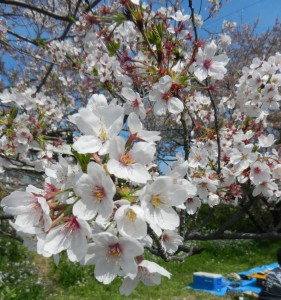 Along the Tamagawa 多摩川 today, the cherry blossoms reached full bloom. (April 15th 2012) 