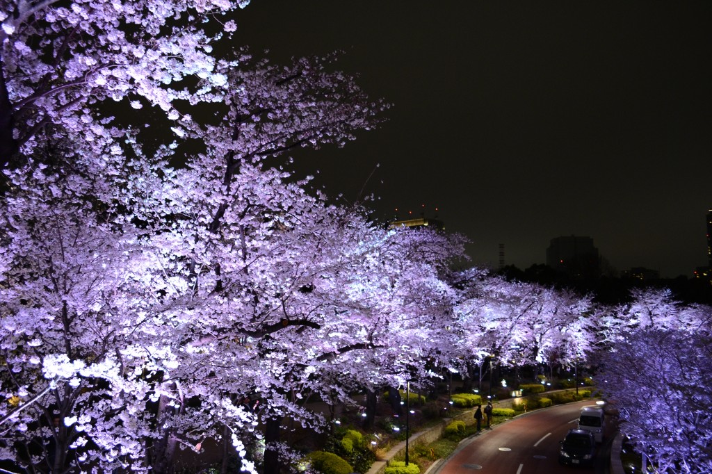 The lit up cherry blossoms (夜桜）have an ethereal charm.