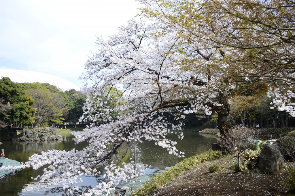 Cherry blossom tree next to a pond at Koishikawa Korakuen