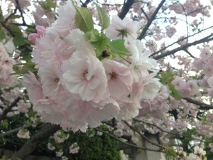 The Late-Blooming Cherry Blossoms: Yaezakura. Never too late for Hanami