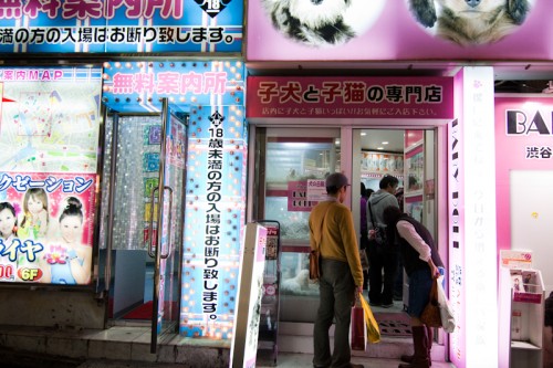 Passerbys look at animals at an illuminated pet shop next to a "free information center" on Dogenzaka.