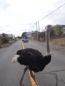 Another photo of the now famous Fukushima ostrich (2011) photo: Naoto Matsumura