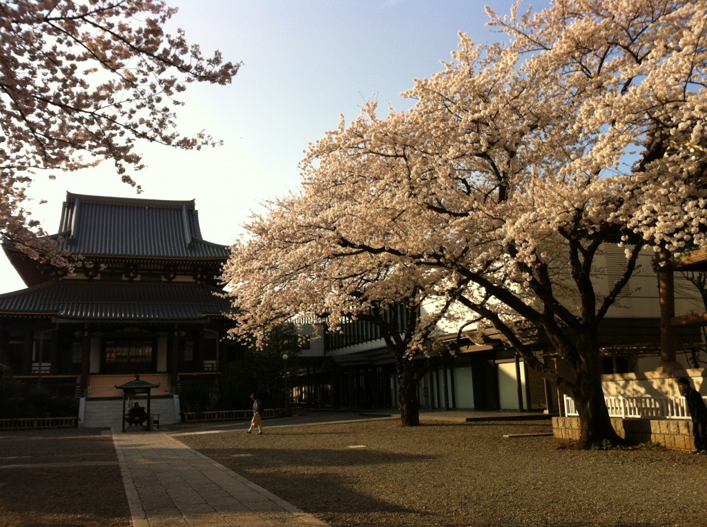 A cherry flower blossom scene in Omotesando, Tokyo