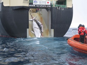 Japan_Factory_Ship_Nisshin_Maru_Whaling_Mother_and_Calf