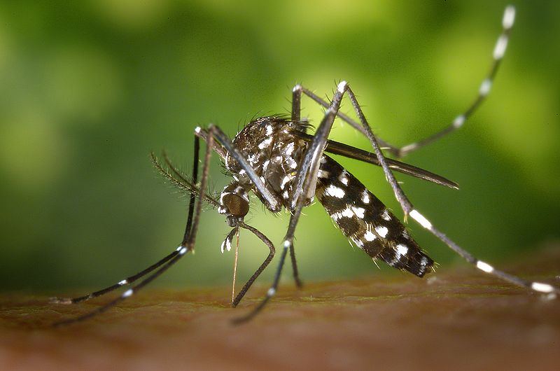 Tiger mosquitos, or aedes albopictus, carry the dengue virus. Source: Wikimedia Commons