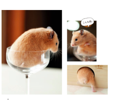 These hamsters aren's so cute when they're eating their children or the female kills and devours her mate. 