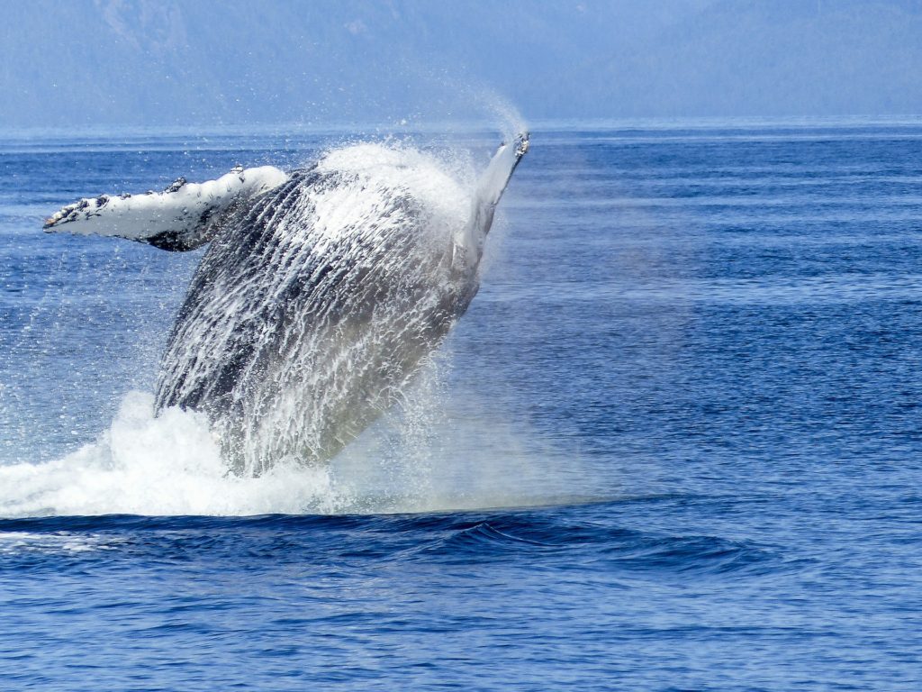 humpback